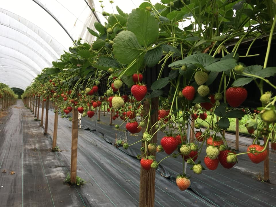 Woore Fruit Farm  – We’ll be back again in 2022